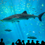 Atlanta - The Georgia Aquarium