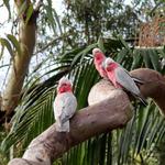 The Royal National Park