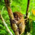 Philippine Tarsier Sanctuary