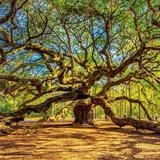 Angel Oak Tree