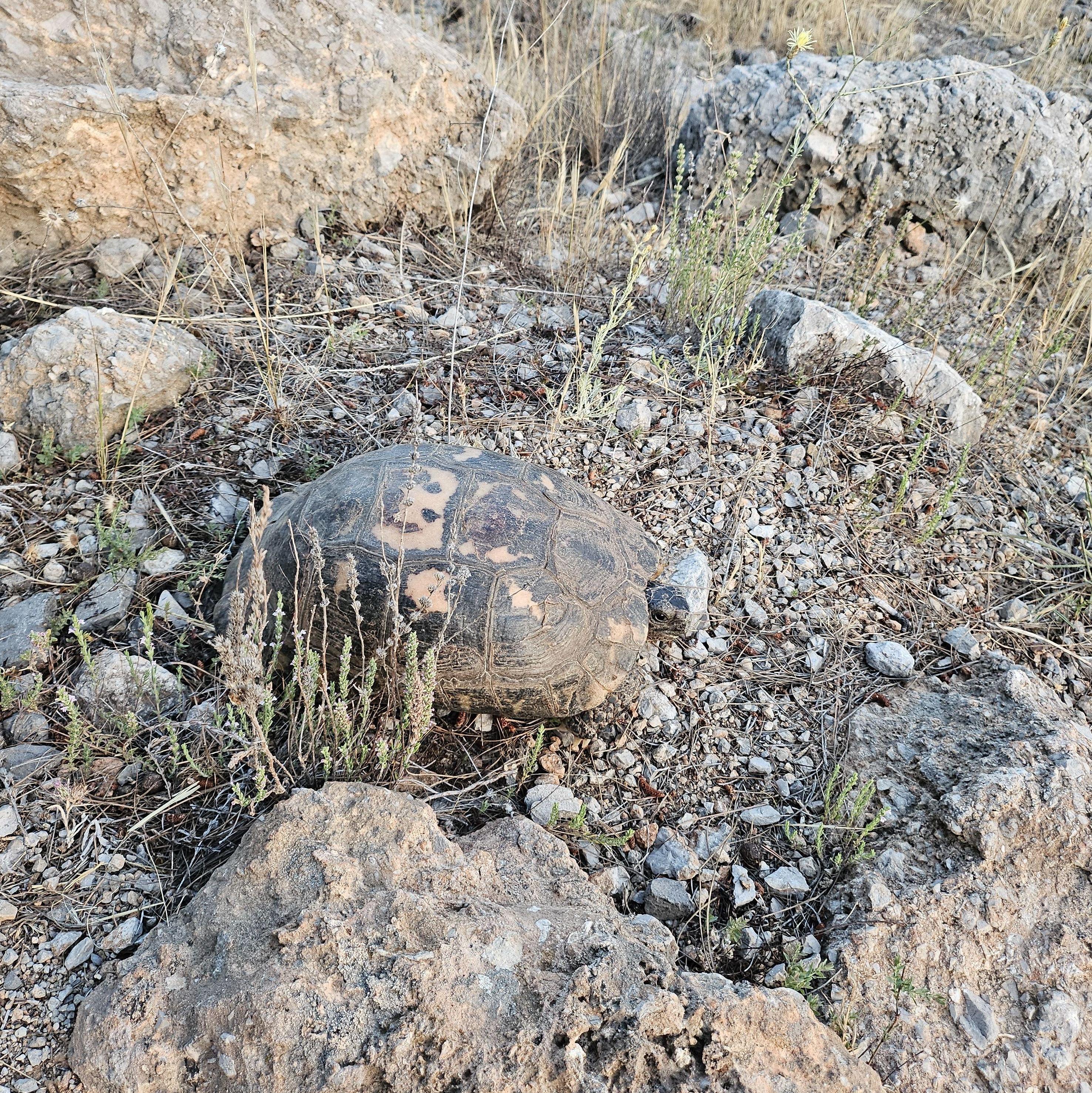 This tortoise saw it happen