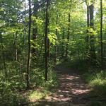 Oberlin Arboretum