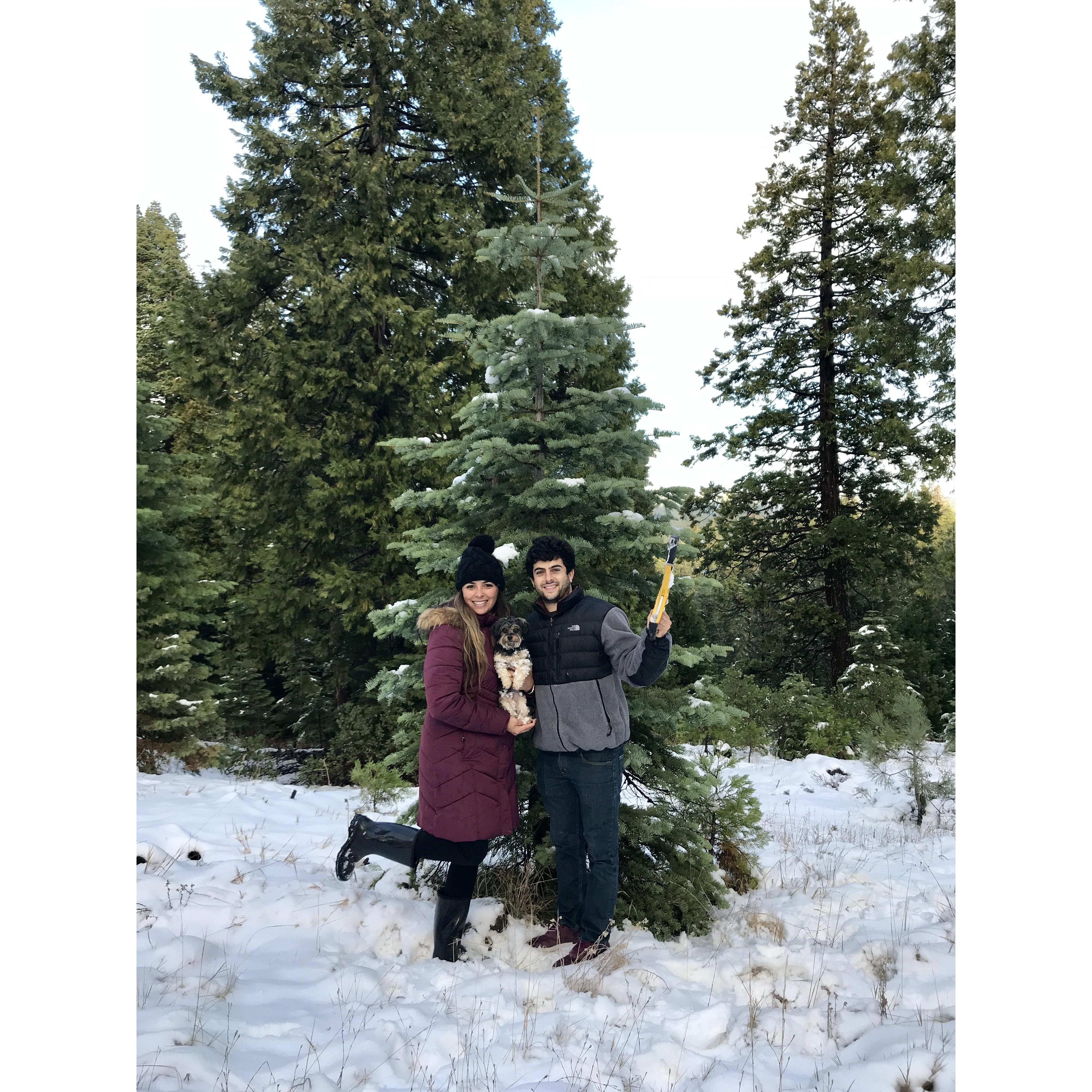 The 1st time we cut our own Christmas Tree down. Tahoe National Forest, California