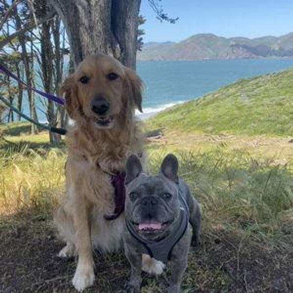 Pet Hotel For Our Honeymoon