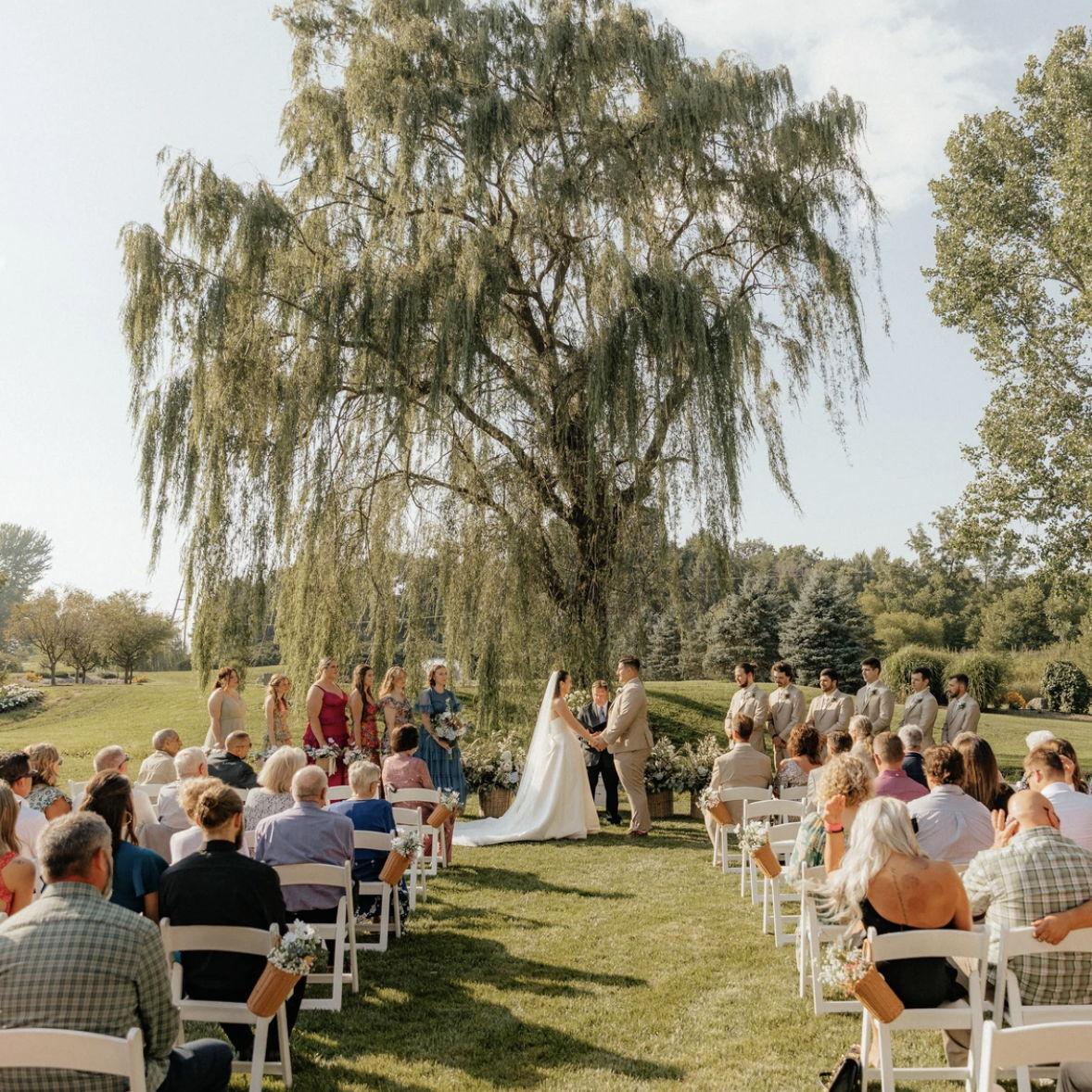 Outdoor Willow Tree