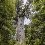 Tāne Mahuta Walk - 1 day