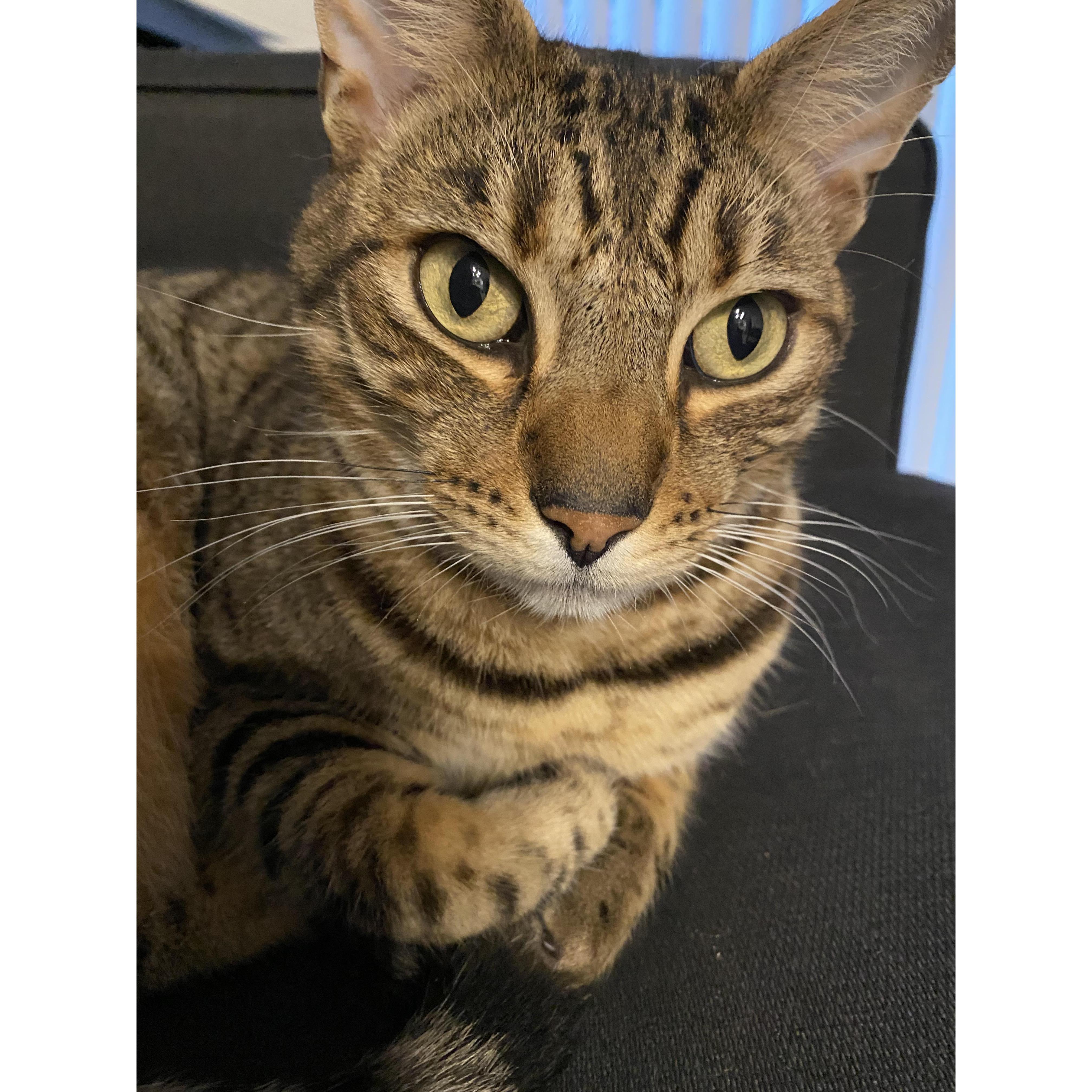 Our fur baby, Tony
