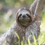 Sloth Watching Trail La Fortuna, Arenal Volcano Private Trail