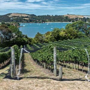 Waiheke Island Wine Country Day