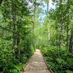 Bangor City Forest