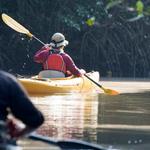 Kayaking Mangrove Tunnels