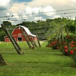 Tiger Mountain Vineyards