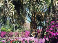 Airlie Gardens