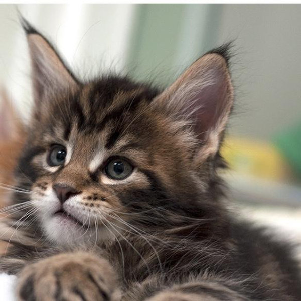 Our New Kitten