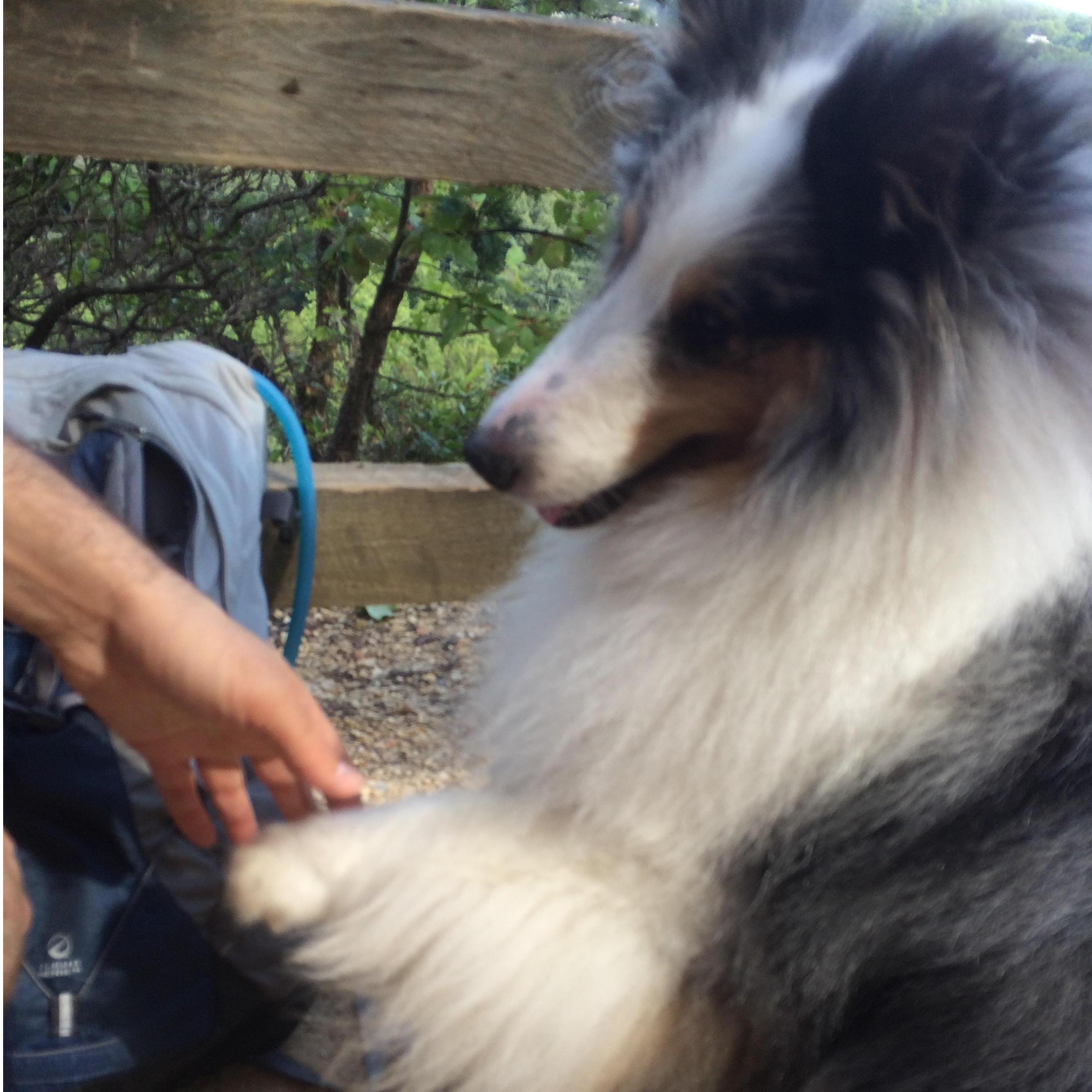Kenny Doggins helping with the proposal setup