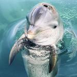 Blue Lagoon Island & Dolphin Encounters