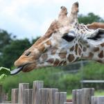 Oklahoma City Zoo
