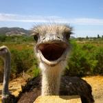 Ostrichland USA
