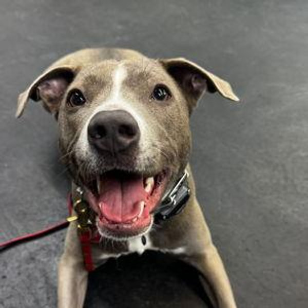 Misi's Treats and Toys Fund