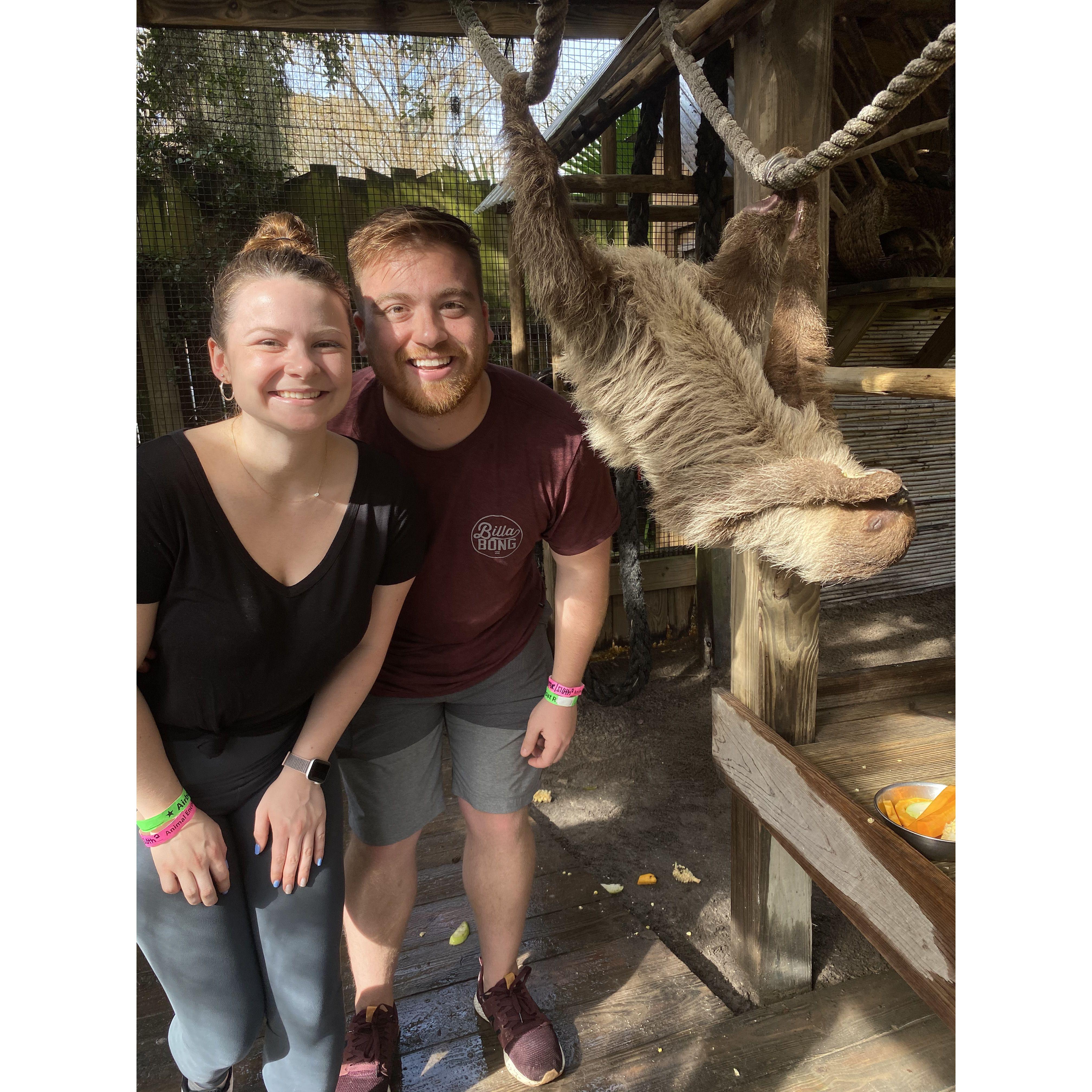 Sloths for Taylor's Birthday