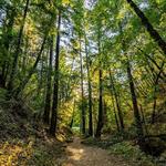 Sanborn Creek Trail