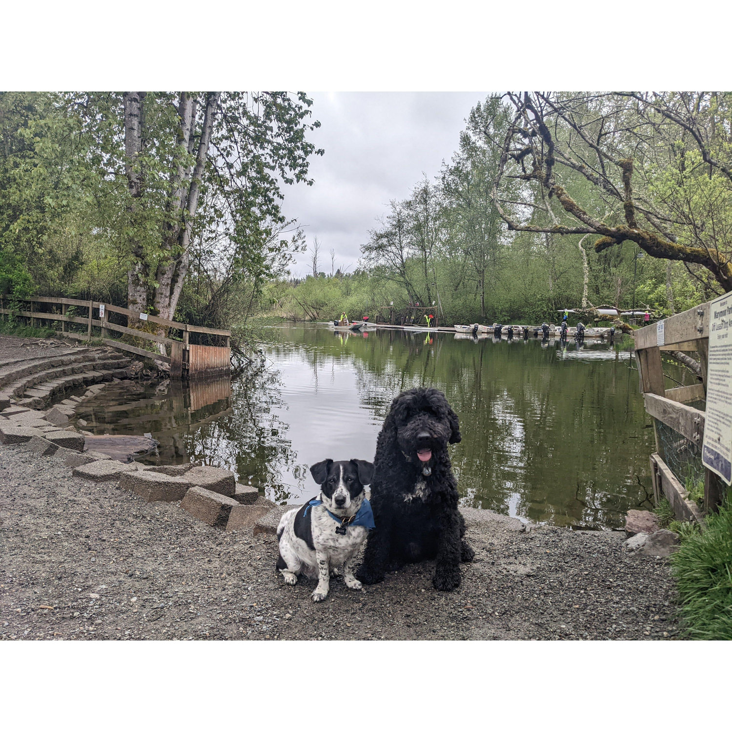 The bestest boys at their favorite place, Marymoor Dog Park