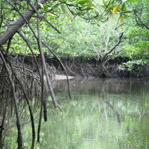 Mangrove tour