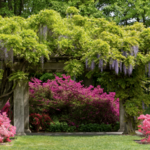 Brooklyn Botanic Garden