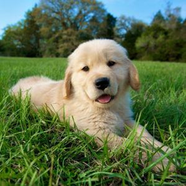 Our New Puppy Fund