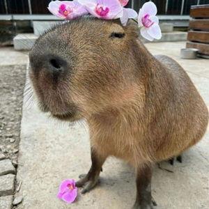 Capybara cafe visit
