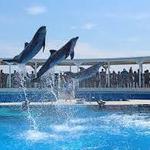 Gulfarium Marine Adventure Park