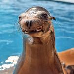 Mystic Aquarium