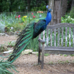 Mayfield Park and Nature Preserve