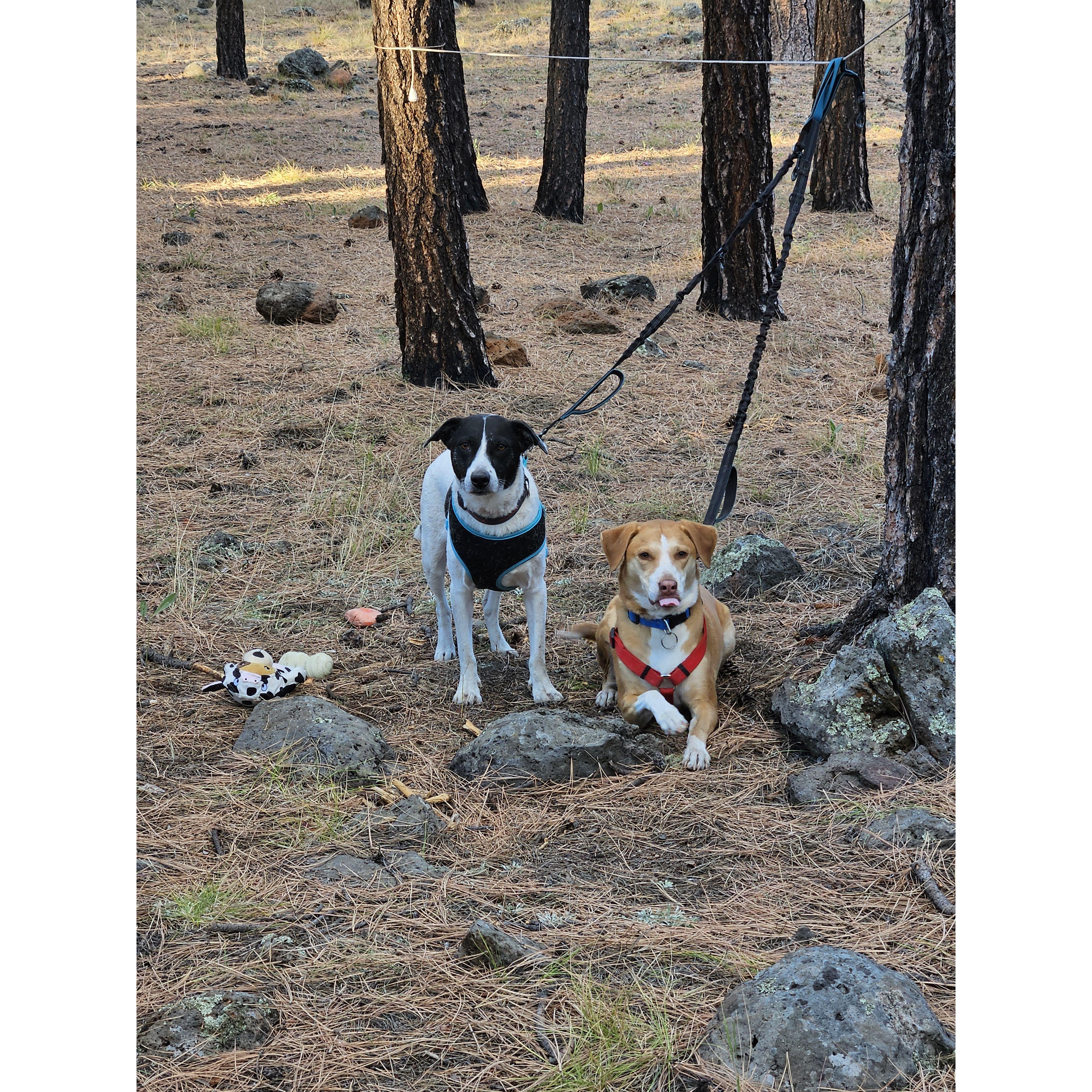 Took both our babies camping, Ariel's first time!