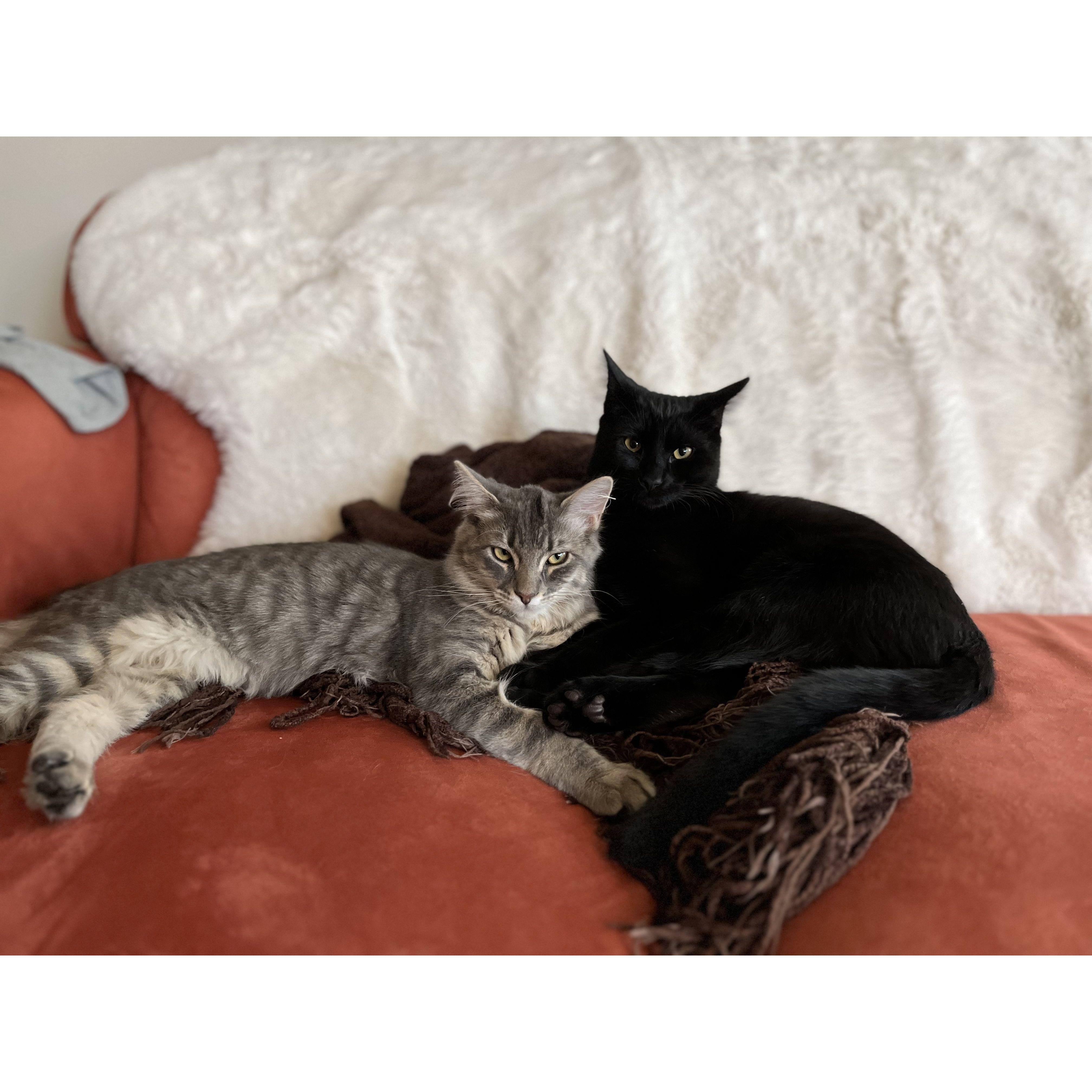 The newest members of our family. Zelda and Leroy.