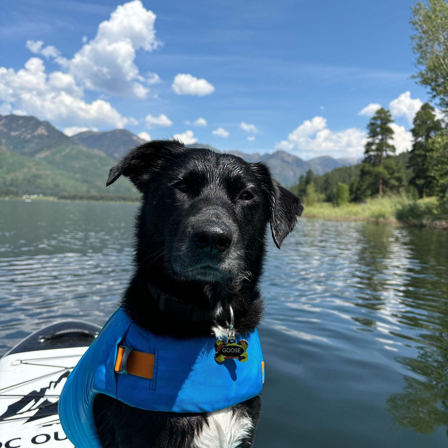 Our most prized possession: Goose!