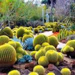 Desert Botanical Garden