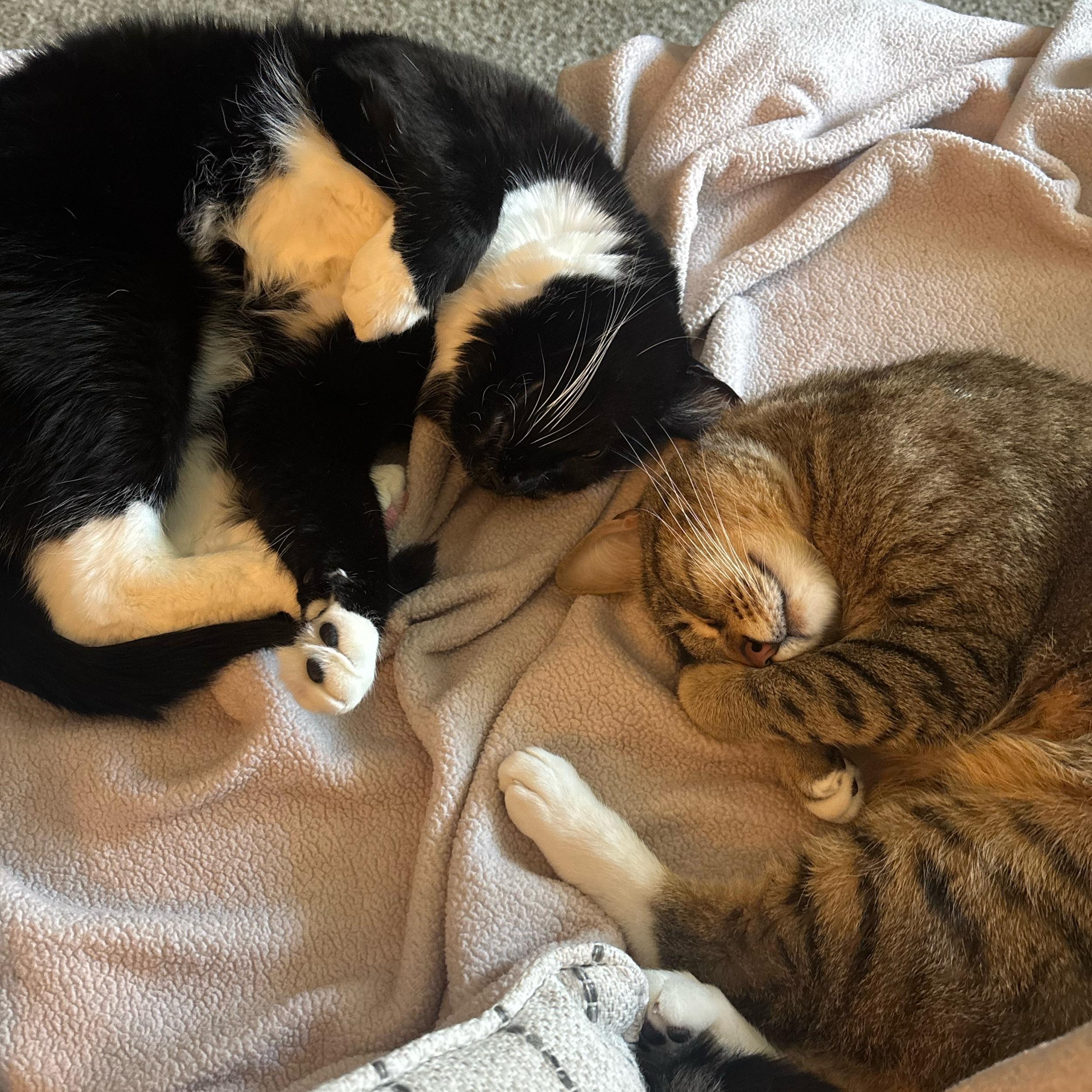 Momo and Suki Toy Fund
