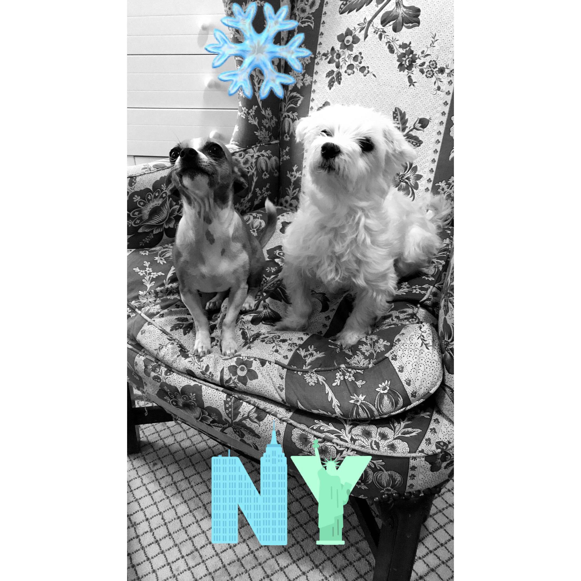 Our dogs/ loves of our lives