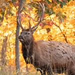 Hike Lone Elk Park