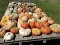 Hermanson Pumpkin Patch