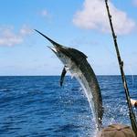 Deep Sea Sport Fishing