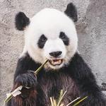 Memphis Zoo
