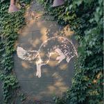 Fox in the Snow Cafe