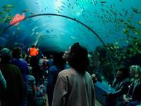 Georgia Aquarium