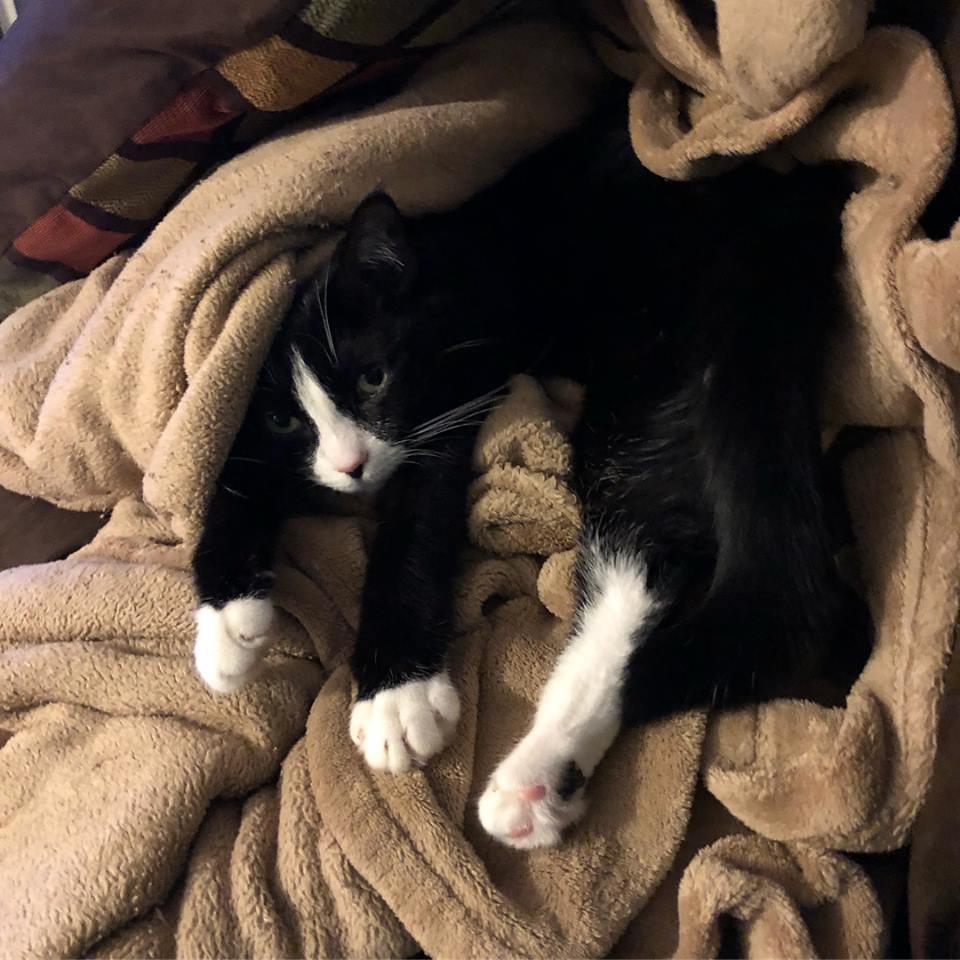 Our cat, Lilly.