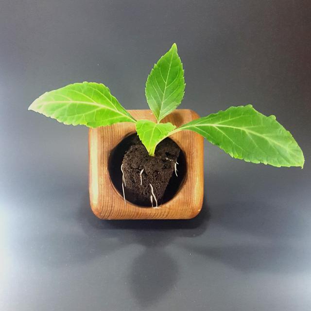 Live Houseplant (Salvia Divinorum)