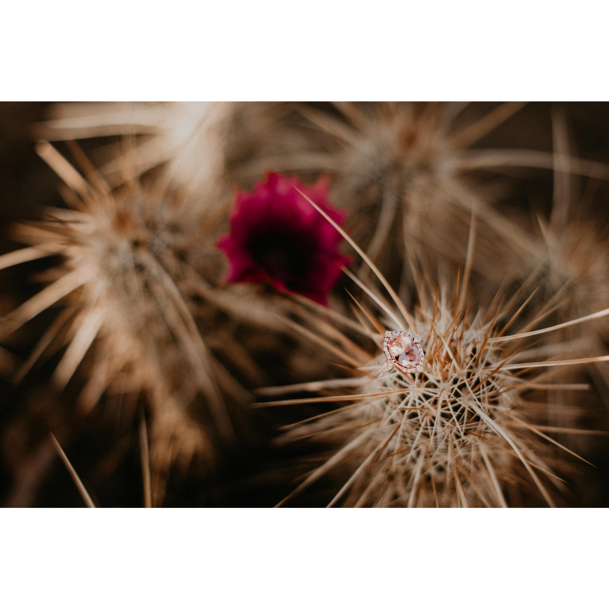 A rare bloom in the desert that we call 'home'.