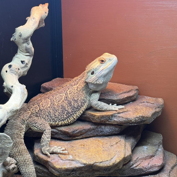 Reptile Fund 🦎
