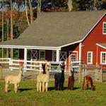 Bluebird Farm Alpacas